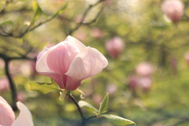 Pembe manolya çiçekleri kapanıyor. Baharda çiçek açan ağaç. Daldaki manolya çiçekleri. Güzel çiçekleri olan doğal bahar arkaplanı. Zarif ve narin bir çiçek