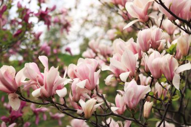 Pembe manolya çiçekleri kapanıyor. Baharda çiçek açan ağaç. Daldaki manolya çiçekleri. Güzel çiçekleri olan doğal bahar arkaplanı. Zarif ve narin bir çiçek