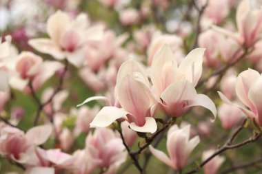 Pembe manolya çiçekleri kapanıyor. Baharda çiçek açan ağaç. Daldaki manolya çiçekleri. Güzel çiçekleri olan doğal bahar arkaplanı. Zarif ve narin bir çiçek