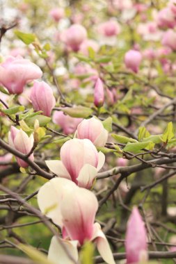 Pembe manolya çiçekleri kapanıyor. Baharda çiçek açan ağaç. Daldaki manolya çiçekleri. Güzel çiçekleri olan doğal bahar arkaplanı. Zarif ve narin bir çiçek