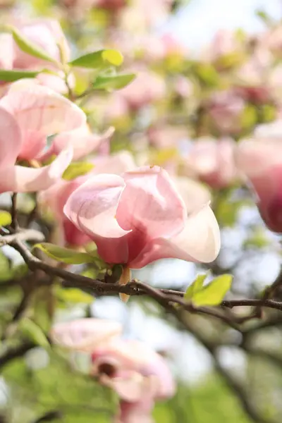 Pink magnolia flowers close up. Blooming tree in spring. Magnolia flowers on a branch. Natural spring background with beautiful flowers. Elegant and delicate flower