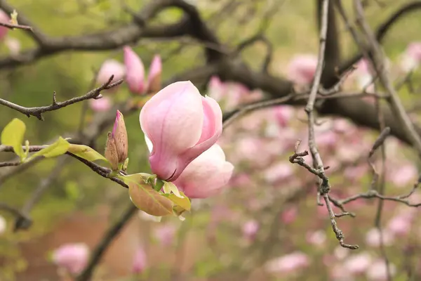 Pink magnolia flowers close up. Blooming tree in spring. Magnolia flowers on a branch. Natural spring background with beautiful flowers. Elegant and delicate flower