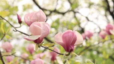 Magnolia çiçeği, bulanık bir arkaplanda yakın plan. Parkta bahar çiçekleri açan manolya. Güzel pembe çiçek. Manolya çiçekleri dalda