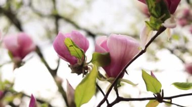 Magnolia çiçeği, bulanık bir arkaplanda yakın plan. Parkta bahar çiçekleri açan manolya. Güzel pembe çiçek. Manolya çiçekleri dalda