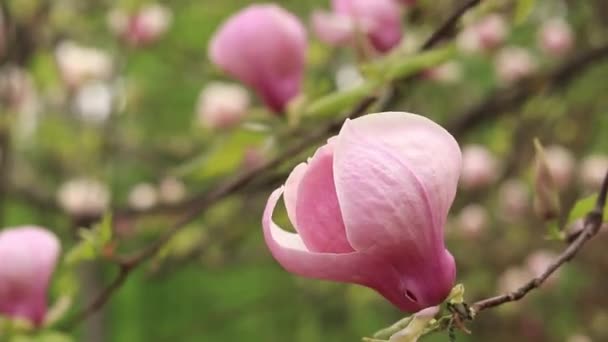 Magnolienblüte Nahaufnahme Auf Verschwommenem Hintergrund Frühlingsblühende Magnolie Park Schöne Rosa — Stockvideo