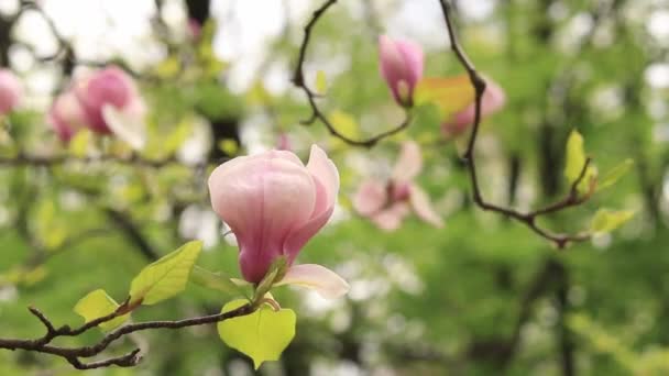 Magnolia Blomma Närbild Suddig Bakgrund Vårblommande Magnolia Parken Vacker Rosa — Stockvideo