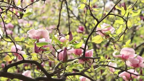 Цветок Магнолии Крупным Планом Размытом Фоне Весной Цветут Магнолии Парке — стоковое видео