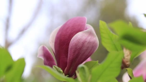 マグノリアの花は ぼやけた背景に閉じ込められています 公園で春が咲くマグノリア 美しいピンクの花 枝にマグノリアの花 — ストック動画