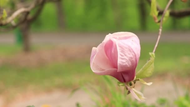 Magnolia Kwiat Zbliżenie Rozmytym Tle Wiosna Kwitnąca Magnolia Parku Piękny — Wideo stockowe