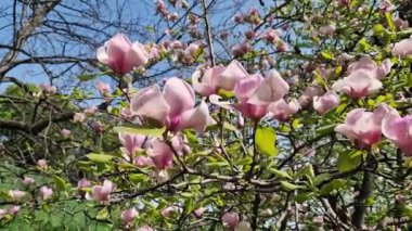 Manolya ağacı baharda çiçek açar. Parkın bulanık arka planında güzel, büyük pembe çiçekler. Bahar doğal arka plan. Manolya çiçeği yaklaş