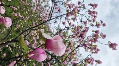 Manolya ağacı baharda çiçek açar. Parkın bulanık arka planında güzel, büyük pembe çiçekler. Bahar doğal arka plan. Manolya çiçeği yaklaş