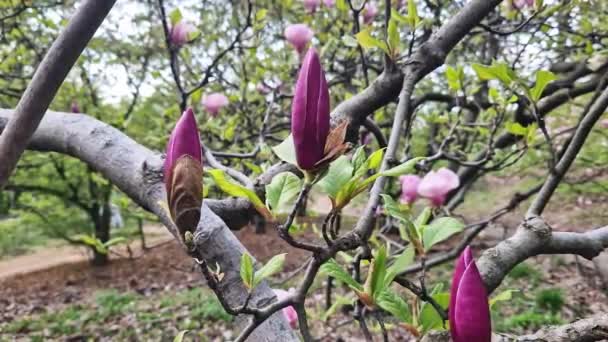 Drzewo Magnolii Kwitnące Wiosną Piękne Duże Różowe Kwiaty Rozmytym Tle — Wideo stockowe