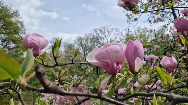 Magnoliaträdet Blommar Våren Vackra Stora Rosa Blommor Suddig Bakgrund Parken — Stockvideo