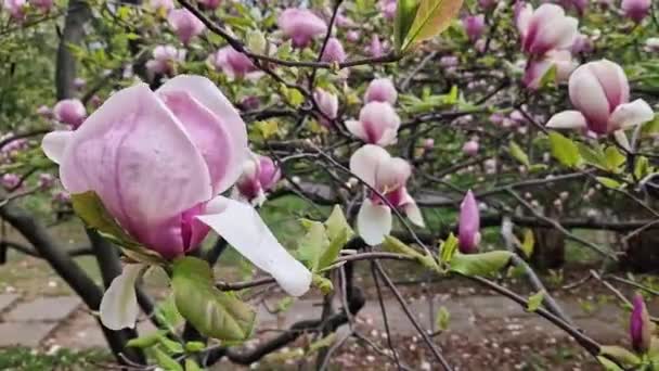Magnolia Tree Blooming Spring Beautiful Large Pink Flowers Blurred Background — Stock Video