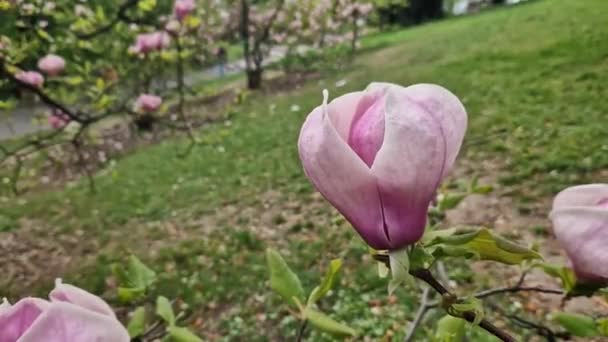 Magnolia Árvore Florescendo Primavera Lindas Flores Cor Rosa Grandes Fundo — Vídeo de Stock