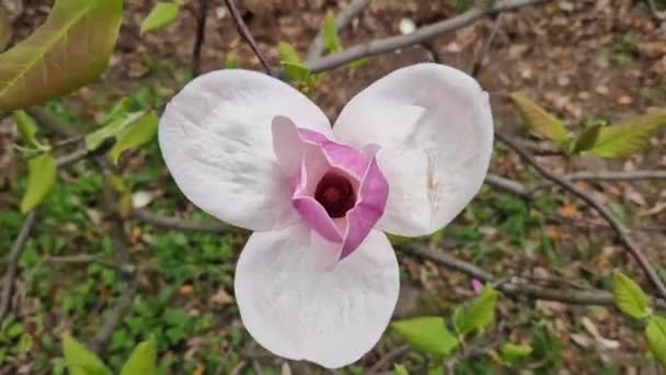 Árbol Magnolia Floreciendo Primavera Hermosas Flores Grandes Color Rosa Sobre — Vídeos de Stock