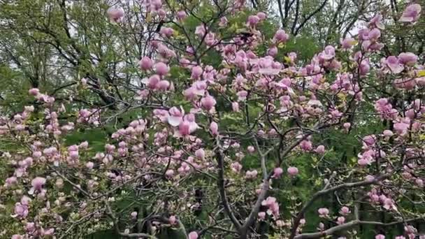 Magnolia Tree Blooming Spring Beautiful Large Pink Flowers Blurred Background — Stock Video