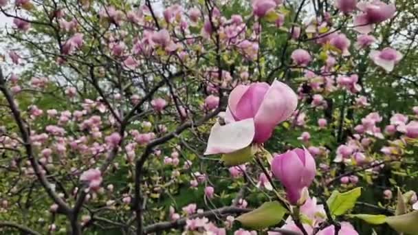 Drzewo Magnolii Kwitnące Wiosną Piękne Duże Różowe Kwiaty Rozmytym Tle — Wideo stockowe