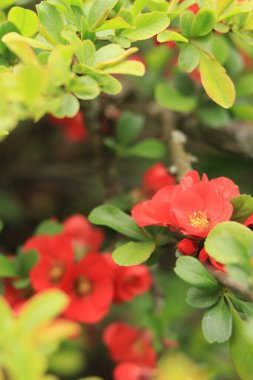 Chaenomeles japonica. Çalı dalında kırmızı çiçekler. Baharda Chaenomeles çiçek açıyor. Seçici odaklı çiçekler, doğa, detay. Yeşil yapraklı bir dalda kırmızı-pembe çiçek
