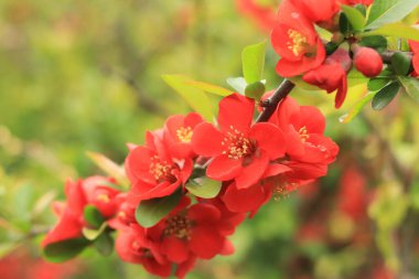 Chaenomeles japonica. Çalı dalında kırmızı çiçekler. Baharda Chaenomeles çiçek açıyor. Seçici odaklı çiçekler, doğa, detay. Yeşil yapraklı bir dalda kırmızı-pembe çiçek