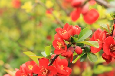 Chaenomeles japonica. Çalı dalında kırmızı çiçekler. Baharda Chaenomeles çiçek açıyor. Seçici odaklı çiçekler, doğa, detay. Yeşil yapraklı bir dalda kırmızı-pembe çiçek