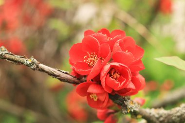 Chaenomeles japonica. Çalı dalında kırmızı çiçekler. Baharda Chaenomeles çiçek açıyor. Seçici odaklı çiçekler, doğa, detay. Yeşil yapraklı bir dalda kırmızı-pembe çiçek