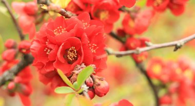 Chaenomeles japonica. Çalı dalında kırmızı çiçekler. Baharda Chaenomeles çiçek açıyor. Seçici odaklı çiçekler, doğa, detay. Yeşil yapraklı bir dalda kırmızı-pembe çiçek