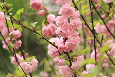 Prunus triloba Plena. Çalı dalında güzel pembe çiçekler, yakın plan. Seçici odaklı çiçekler, doğal arkaplan