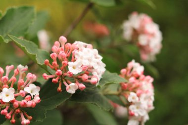 Viburnum carlesii. Küçük pembe ve beyaz çiçekli Viburnum çalısı. Kartopu viburum çiçekleri, seçici odaklı yakın plan. Kore baharatlı viburnum