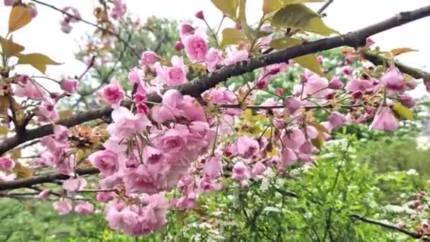 Sakura Kvítí Zblízka Větev Sakura Plném Květu Jaro Parku Krásná — Stock video