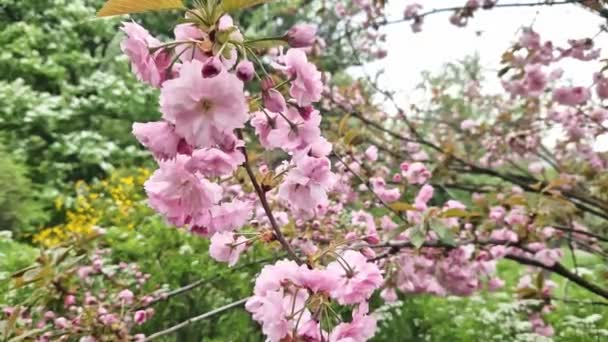 Sakura Kvítí Zblízka Větev Sakura Plném Květu Jaro Parku Krásná — Stock video