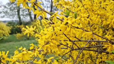 Forsythia 'da. Parkta parlak çiçekli sarı bir çalı. Sarı çiçekler kapanıyor. İlkbaharda çiçek açan dal, seçici odak
