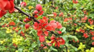 Chaenomeles japonica. Çalı dalında kırmızı çiçekler. Baharda Chaenomeles çiçek açıyor. Seçici odaklı çiçekler, doğa, detay. Yeşil yapraklı bir dalda kırmızı-pembe çiçek