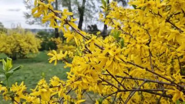 Forsythia 'da. Parkta parlak çiçekli sarı bir çalı. Sarı çiçekler kapanıyor. İlkbaharda çiçek açan dal, seçici odak