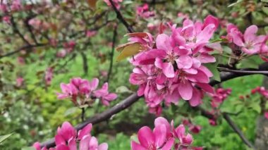 Pembe elma ağacı çiçekleri kapanıyor. Çiçekli bahar arkaplanı. Doğa. Ağaçtaki pembe çiçeklere yakın çekim. Parkta pembe çiçekler açan elma ağacı.
