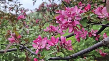 Pembe elma ağacı çiçekleri kapanıyor. Çiçekli bahar arkaplanı. Doğa. Ağaçtaki pembe çiçeklere yakın çekim. Parkta pembe çiçekler açan elma ağacı.