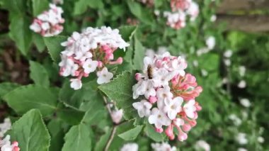 Viburnum carlesii. Küçük pembe ve beyaz çiçekli Viburnum çalısı. Kartopu viburum çiçekleri, seçici odaklı yakın plan. Kore baharatlı viburnum