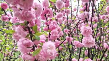 Prunus triloba Plena. Çalı dalında güzel pembe çiçekler, yakın plan. Seçici odaklı çiçekler, doğal arkaplan