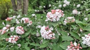 Viburnum carlesii. Küçük pembe ve beyaz çiçekli Viburnum çalısı. Kartopu viburum çiçekleri, seçici odaklı yakın plan. Kore baharatlı viburnum