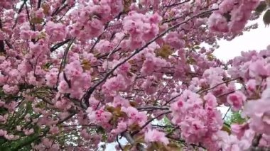 Sakura çiçekleri yakın plan. Sakura dalı tamamen çiçek açmış. Parkta ilkbahar. Güzel doğa. Pembe çiçekler