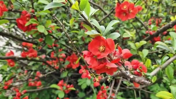 Chaenomeles Japonica Flores Rojas Una Rama Arbustiva Cerca Chaenomeles Floreciendo — Vídeos de Stock