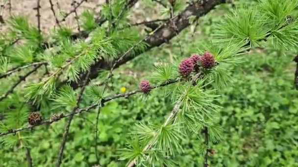 Ροζ Χωνάκια Κλαδί Μόντρίνα Φύση Όμορφα Φωτεινά Κώνους Ένα Δέντρο — Αρχείο Βίντεο