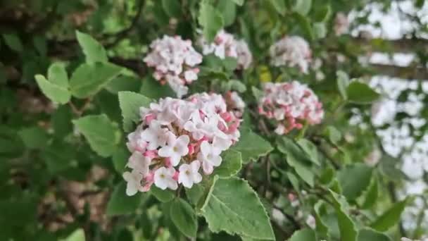 Viburnum Carlesii Viburnum Struik Met Kleine Roze Witte Bloemen Sneeuwbal — Stockvideo