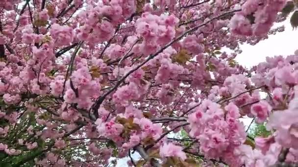 Sakura Çiçekleri Yakın Plan Sakura Dalı Tamamen Çiçek Açmış Parkta — Stok video