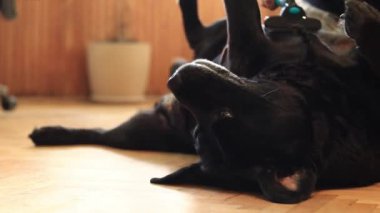 Siyah Labrador, yakın plan. Tarakla bir köpeği tarayan kadın eller. Yün taramak için fırça. Sezonluk köpek tüyleri dökülüyor. Evcil köpek. Bir köpekten fazlalık önlük çıkarmak