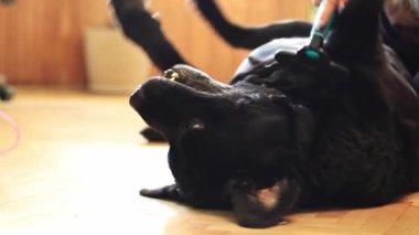 Siyah Labrador, yakın plan. Tarakla bir köpeği tarayan kadın eller. Yün taramak için fırça. Sezonluk köpek tüyleri dökülüyor. Evcil köpek. Bir köpekten fazlalık önlük çıkarmak