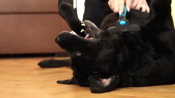 Czarny Labrador Zbliżenie Kobiece Dłonie Czesające Psa Grzebieniem Szczotka Czesania — Wideo stockowe