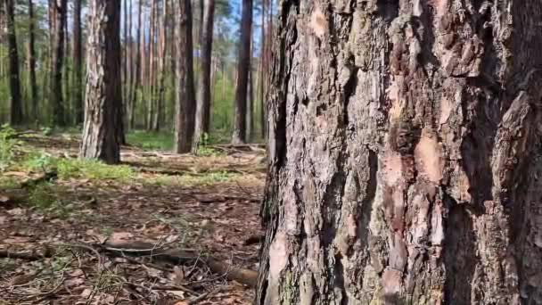 Kufer Sosny Szczekanie Bliska Drewno Szczegóły Letni Las Pień Drzewa — Wideo stockowe