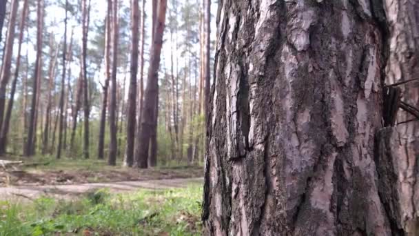 Tronc Pin Gros Plan Sur Écorce Bois Détails Forêt Été — Video