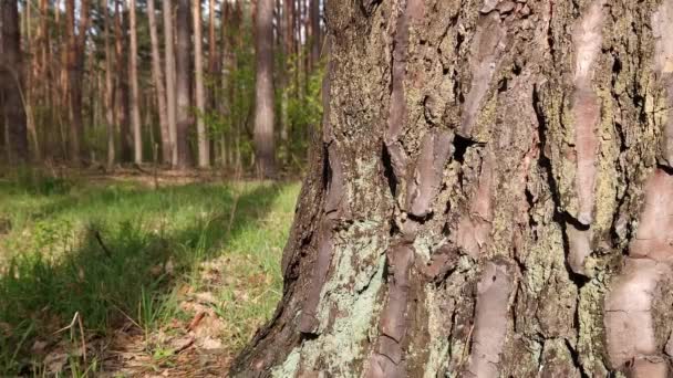 Tronc Pin Gros Plan Sur Écorce Bois Détails Forêt Été — Video